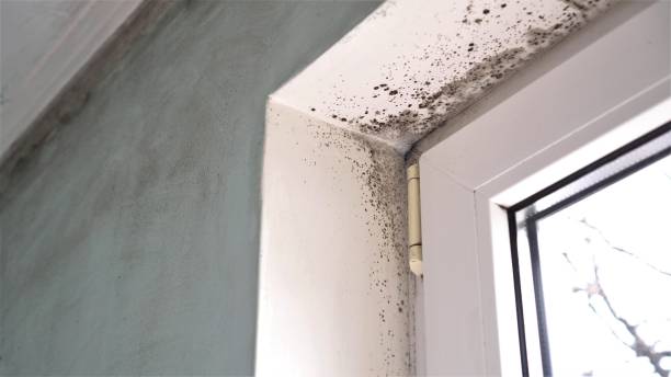 Professional Mold Removal in Hillsboro, TX