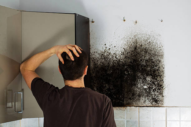 Home Mold Removal in Hillsboro, TX